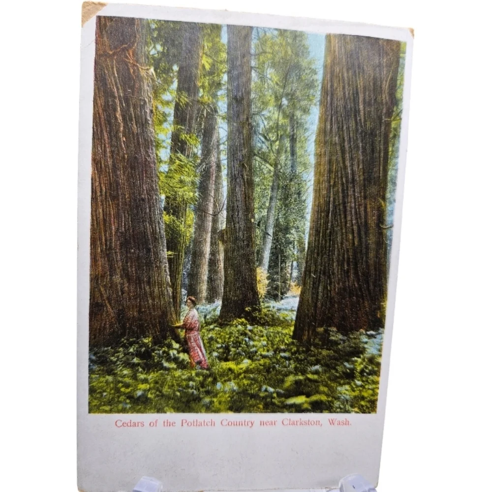 📬 vintage unused postcard of Cedars of the Potlatch Country near Clarkston WA